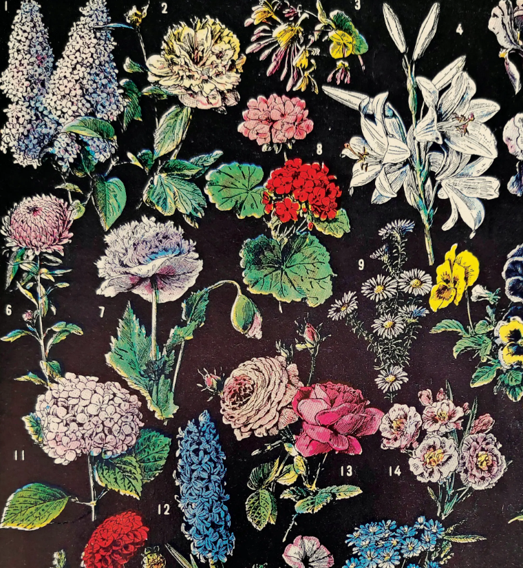 Vintage Botanical Fleurs 2 Garden Flower Print with Black Frame